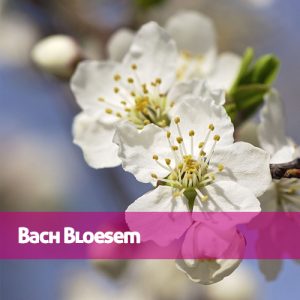 01 Bach Bloesem